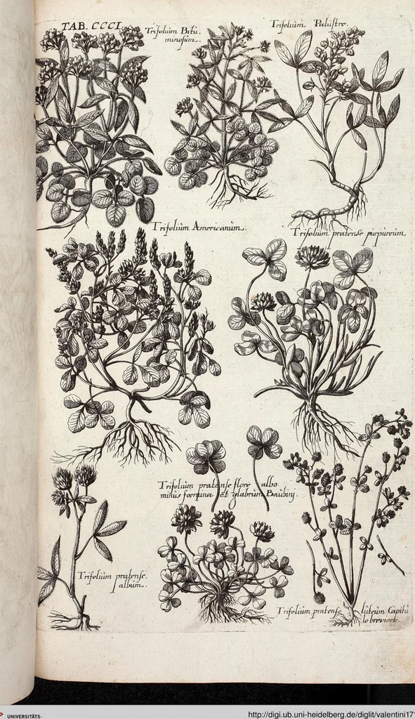 An illustration from Viridarium Reformatum, Seu Regnum Vegetabile, Das ist: Neu-eingerichtetes und Vollständiges Kräuter-Buch: Worinnen auff noch nicht geschehene Weise Derer Vegetabilien, als Kräutern, Sträuchen, Bäumen, Bluhmen und anderer Erd-Gewachsen Art, Krafft und Würckung dergestalt beschrieben werden, daß man dieses Werck statt einer Botanischen Bibliothec haben ... kan, 1719, leaf 939
