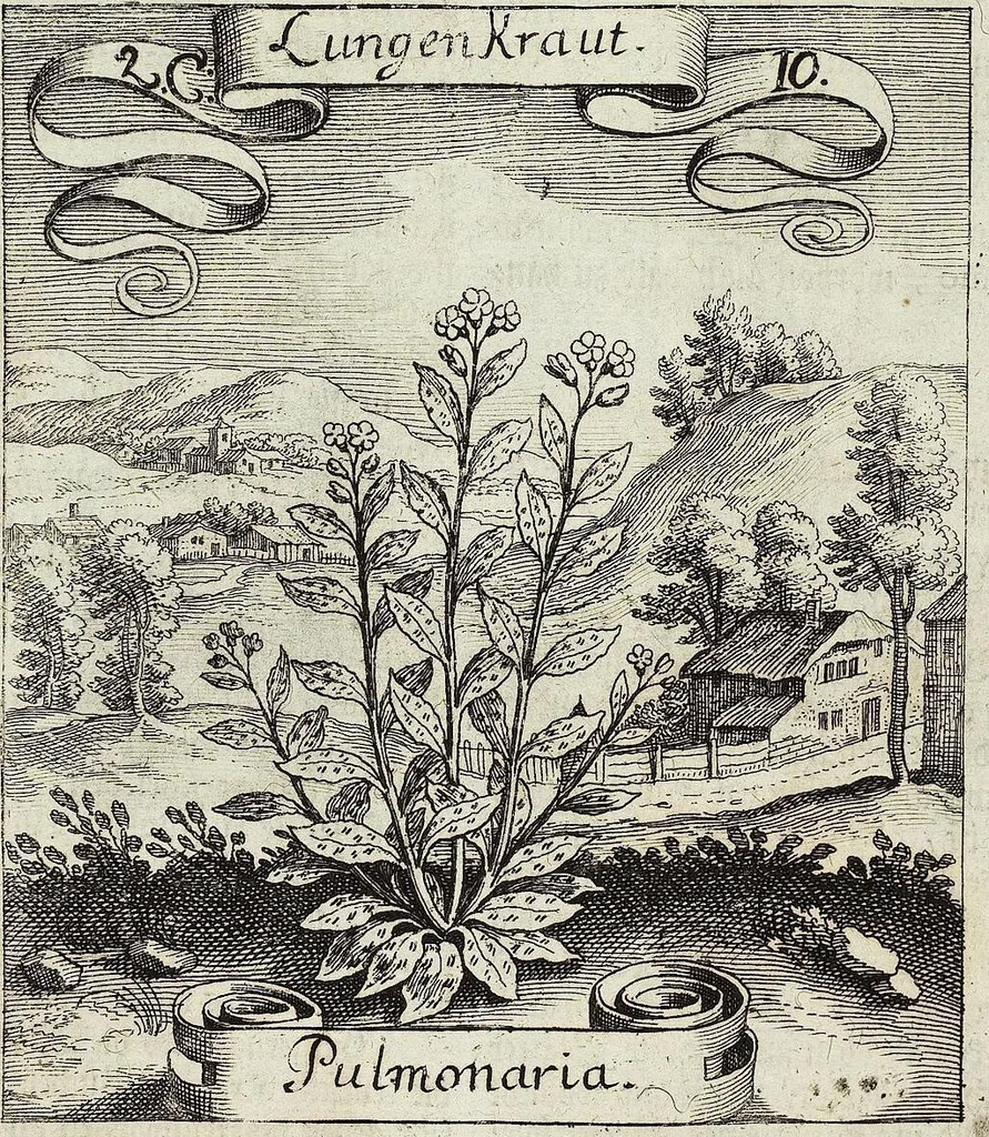 An illustration from Viridarium Reformatum, Seu Regnum Vegetabile, Das ist: Neu-eingerichtetes und Vollständiges Kräuter-Buch: Worinnen auff noch nicht geschehene Weise Derer Vegetabilien, als Kräutern, Sträuchen, Bäumen, Bluhmen und anderer Erd-Gewachsen Art, Krafft und Würckung dergestalt beschrieben werden, daß man dieses Werck statt einer Botanischen Bibliothec haben ... kan, 1719, leaf 94