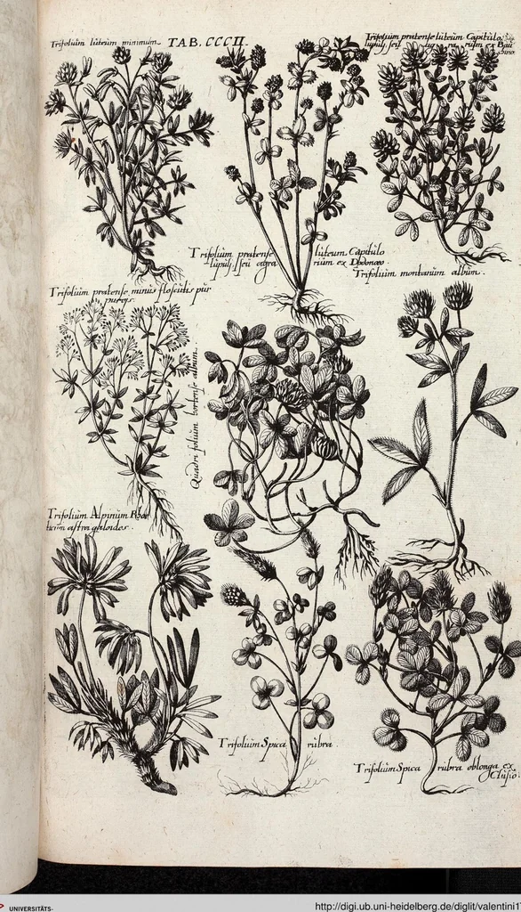 An illustration from Viridarium Reformatum, Seu Regnum Vegetabile, Das ist: Neu-eingerichtetes und Vollständiges Kräuter-Buch: Worinnen auff noch nicht geschehene Weise Derer Vegetabilien, als Kräutern, Sträuchen, Bäumen, Bluhmen und anderer Erd-Gewachsen Art, Krafft und Würckung dergestalt beschrieben werden, daß man dieses Werck statt einer Botanischen Bibliothec haben ... kan, 1719, leaf 940