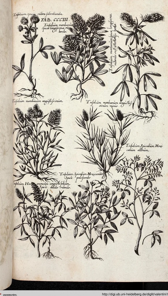 An illustration from Viridarium Reformatum, Seu Regnum Vegetabile, Das ist: Neu-eingerichtetes und Vollständiges Kräuter-Buch: Worinnen auff noch nicht geschehene Weise Derer Vegetabilien, als Kräutern, Sträuchen, Bäumen, Bluhmen und anderer Erd-Gewachsen Art, Krafft und Würckung dergestalt beschrieben werden, daß man dieses Werck statt einer Botanischen Bibliothec haben ... kan, 1719, leaf 941