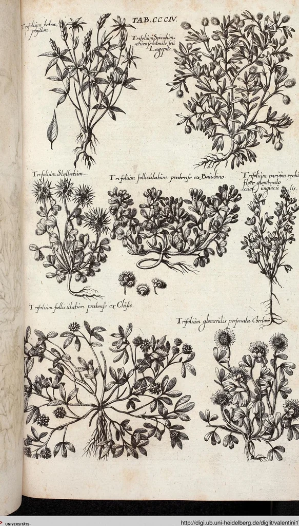 An illustration from Viridarium Reformatum, Seu Regnum Vegetabile, Das ist: Neu-eingerichtetes und Vollständiges Kräuter-Buch: Worinnen auff noch nicht geschehene Weise Derer Vegetabilien, als Kräutern, Sträuchen, Bäumen, Bluhmen und anderer Erd-Gewachsen Art, Krafft und Würckung dergestalt beschrieben werden, daß man dieses Werck statt einer Botanischen Bibliothec haben ... kan, 1719, leaf 942