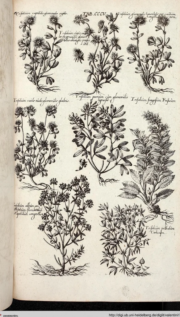 An illustration from Viridarium Reformatum, Seu Regnum Vegetabile, Das ist: Neu-eingerichtetes und Vollständiges Kräuter-Buch: Worinnen auff noch nicht geschehene Weise Derer Vegetabilien, als Kräutern, Sträuchen, Bäumen, Bluhmen und anderer Erd-Gewachsen Art, Krafft und Würckung dergestalt beschrieben werden, daß man dieses Werck statt einer Botanischen Bibliothec haben ... kan, 1719, leaf 943