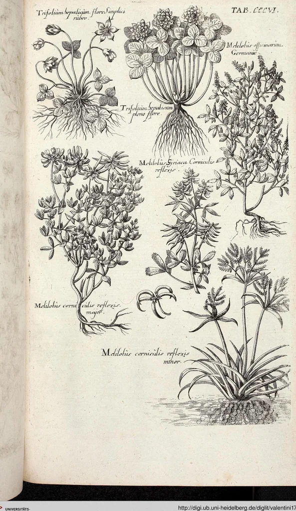 An illustration from Viridarium Reformatum, Seu Regnum Vegetabile, Das ist: Neu-eingerichtetes und Vollständiges Kräuter-Buch: Worinnen auff noch nicht geschehene Weise Derer Vegetabilien, als Kräutern, Sträuchen, Bäumen, Bluhmen und anderer Erd-Gewachsen Art, Krafft und Würckung dergestalt beschrieben werden, daß man dieses Werck statt einer Botanischen Bibliothec haben ... kan, 1719, leaf 944