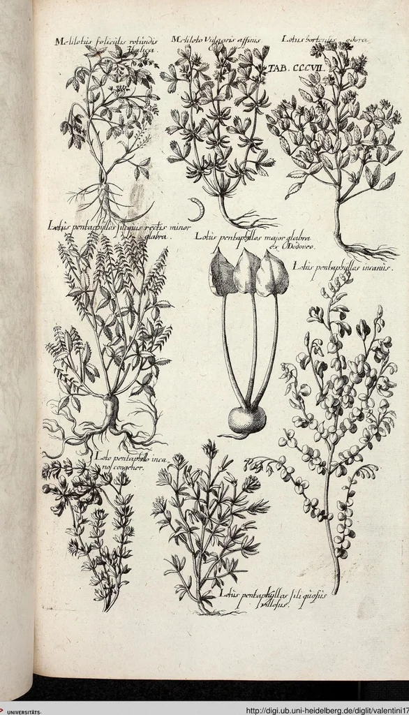 An illustration from Viridarium Reformatum, Seu Regnum Vegetabile, Das ist: Neu-eingerichtetes und Vollständiges Kräuter-Buch: Worinnen auff noch nicht geschehene Weise Derer Vegetabilien, als Kräutern, Sträuchen, Bäumen, Bluhmen und anderer Erd-Gewachsen Art, Krafft und Würckung dergestalt beschrieben werden, daß man dieses Werck statt einer Botanischen Bibliothec haben ... kan, 1719, leaf 945