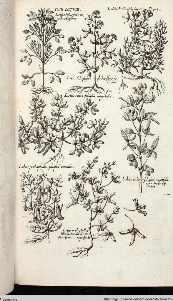 An illustration from Viridarium Reformatum, Seu Regnum Vegetabile, Das ist: Neu-eingerichtetes und Vollständiges Kräuter-Buch: Worinnen auff noch nicht geschehene Weise Derer Vegetabilien, als Kräutern, Sträuchen, Bäumen, Bluhmen und anderer Erd-Gewachsen Art, Krafft und Würckung dergestalt beschrieben werden, daß man dieses Werck statt einer Botanischen Bibliothec haben ... kan, 1719, leaf 946