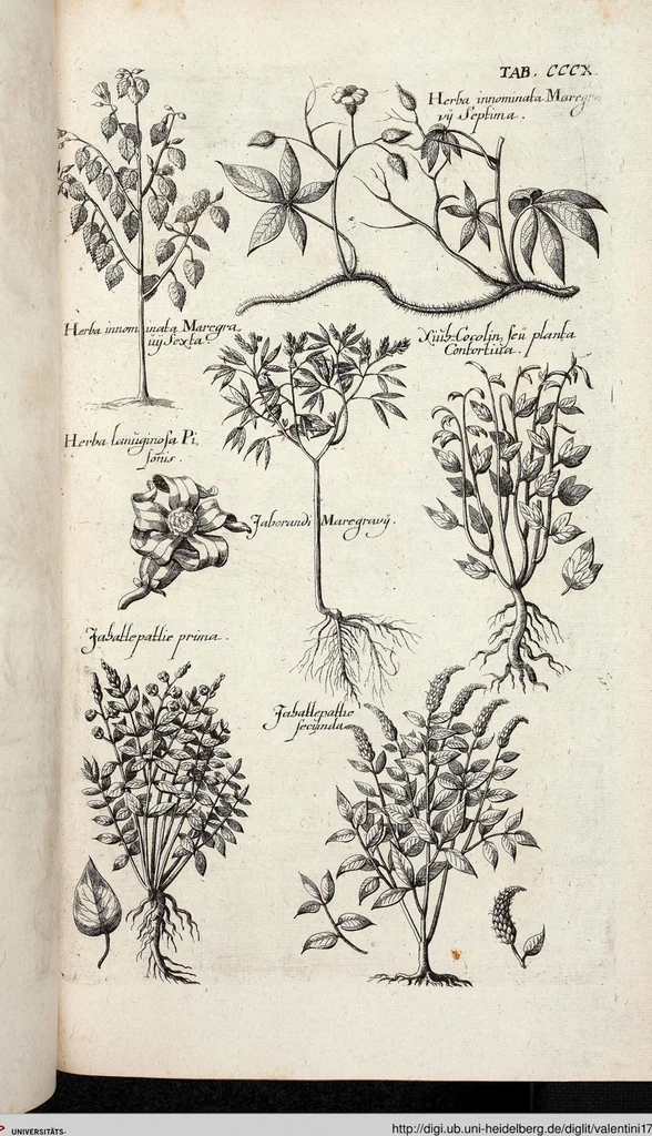 An illustration from Viridarium Reformatum, Seu Regnum Vegetabile, Das ist: Neu-eingerichtetes und Vollständiges Kräuter-Buch: Worinnen auff noch nicht geschehene Weise Derer Vegetabilien, als Kräutern, Sträuchen, Bäumen, Bluhmen und anderer Erd-Gewachsen Art, Krafft und Würckung dergestalt beschrieben werden, daß man dieses Werck statt einer Botanischen Bibliothec haben ... kan, 1719, leaf 948