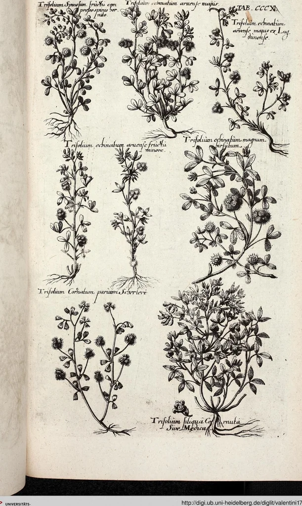 An illustration from Viridarium Reformatum, Seu Regnum Vegetabile, Das ist: Neu-eingerichtetes und Vollständiges Kräuter-Buch: Worinnen auff noch nicht geschehene Weise Derer Vegetabilien, als Kräutern, Sträuchen, Bäumen, Bluhmen und anderer Erd-Gewachsen Art, Krafft und Würckung dergestalt beschrieben werden, daß man dieses Werck statt einer Botanischen Bibliothec haben ... kan, 1719, leaf 949