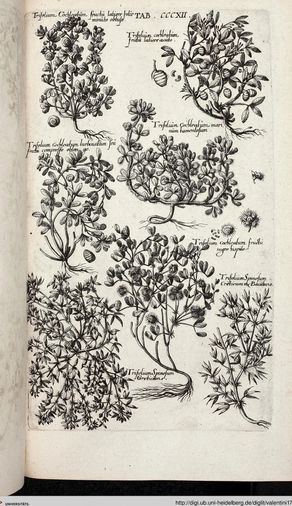 An illustration from Viridarium Reformatum, Seu Regnum Vegetabile, Das ist: Neu-eingerichtetes und Vollständiges Kräuter-Buch: Worinnen auff noch nicht geschehene Weise Derer Vegetabilien, als Kräutern, Sträuchen, Bäumen, Bluhmen und anderer Erd-Gewachsen Art, Krafft und Würckung dergestalt beschrieben werden, daß man dieses Werck statt einer Botanischen Bibliothec haben ... kan, 1719, leaf 950