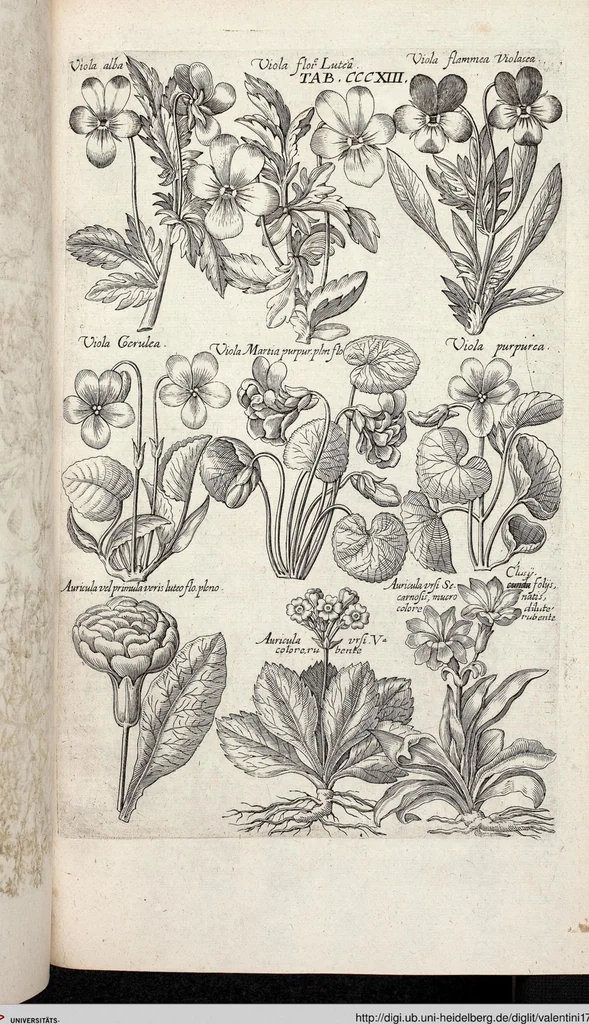 An illustration from Viridarium Reformatum, Seu Regnum Vegetabile, Das ist: Neu-eingerichtetes und Vollständiges Kräuter-Buch: Worinnen auff noch nicht geschehene Weise Derer Vegetabilien, als Kräutern, Sträuchen, Bäumen, Bluhmen und anderer Erd-Gewachsen Art, Krafft und Würckung dergestalt beschrieben werden, daß man dieses Werck statt einer Botanischen Bibliothec haben ... kan, 1719, leaf 951