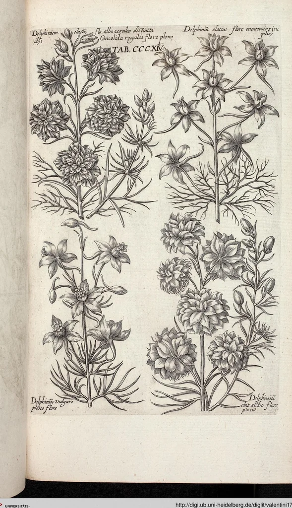 An illustration from Viridarium Reformatum, Seu Regnum Vegetabile, Das ist: Neu-eingerichtetes und Vollständiges Kräuter-Buch: Worinnen auff noch nicht geschehene Weise Derer Vegetabilien, als Kräutern, Sträuchen, Bäumen, Bluhmen und anderer Erd-Gewachsen Art, Krafft und Würckung dergestalt beschrieben werden, daß man dieses Werck statt einer Botanischen Bibliothec haben ... kan, 1719, leaf 952