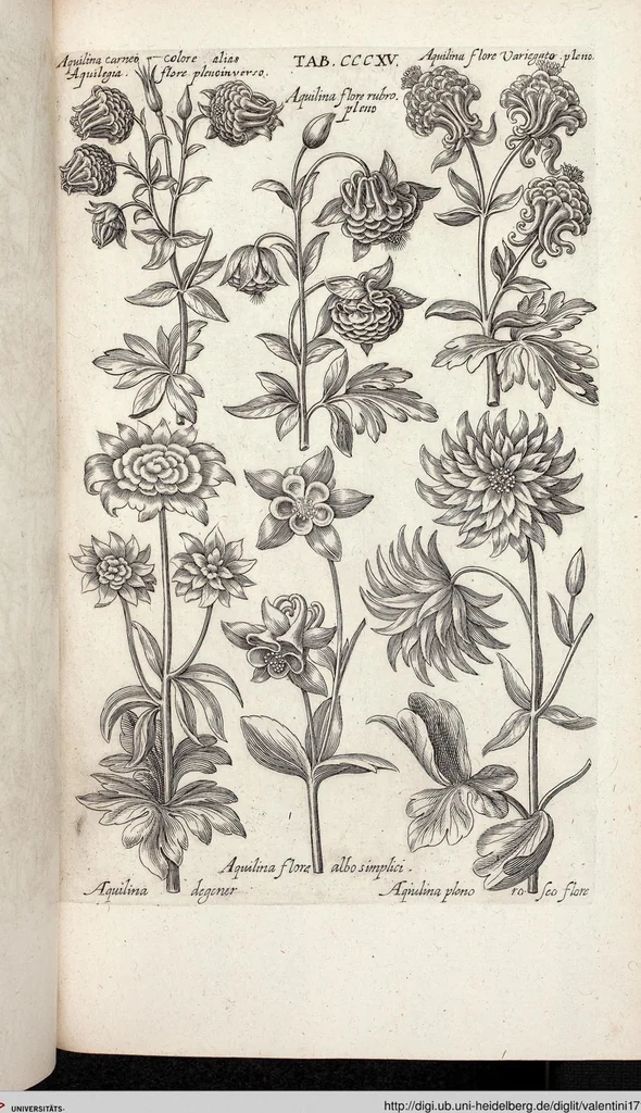 An illustration from Viridarium Reformatum, Seu Regnum Vegetabile, Das ist: Neu-eingerichtetes und Vollständiges Kräuter-Buch: Worinnen auff noch nicht geschehene Weise Derer Vegetabilien, als Kräutern, Sträuchen, Bäumen, Bluhmen und anderer Erd-Gewachsen Art, Krafft und Würckung dergestalt beschrieben werden, daß man dieses Werck statt einer Botanischen Bibliothec haben ... kan, 1719, leaf 953