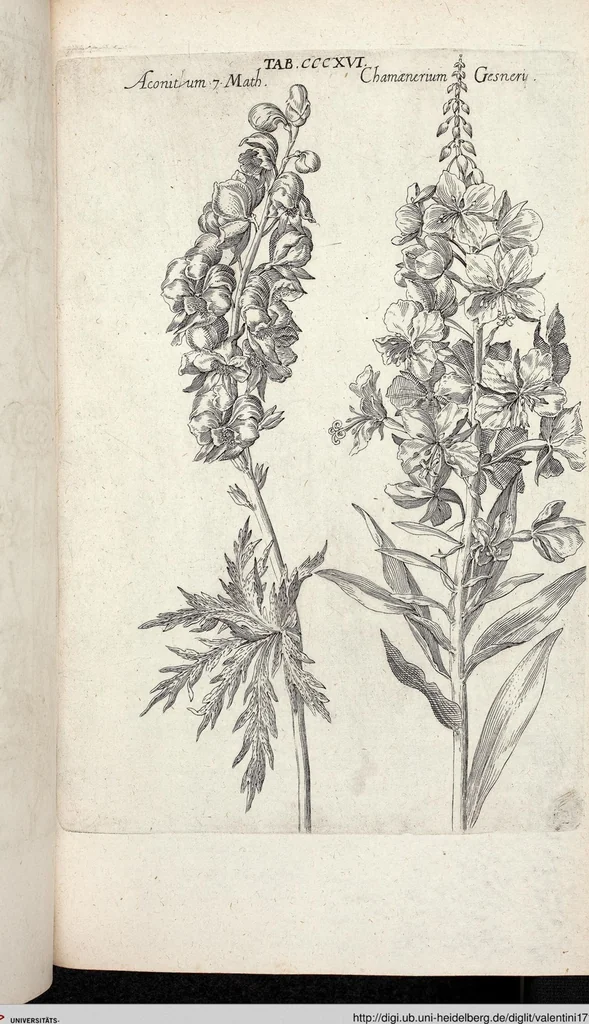 An illustration from Viridarium Reformatum, Seu Regnum Vegetabile, Das ist: Neu-eingerichtetes und Vollständiges Kräuter-Buch: Worinnen auff noch nicht geschehene Weise Derer Vegetabilien, als Kräutern, Sträuchen, Bäumen, Bluhmen und anderer Erd-Gewachsen Art, Krafft und Würckung dergestalt beschrieben werden, daß man dieses Werck statt einer Botanischen Bibliothec haben ... kan, 1719, leaf 954
