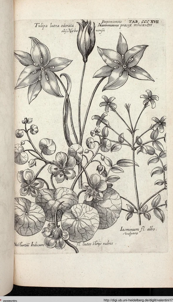 An illustration from Viridarium Reformatum, Seu Regnum Vegetabile, Das ist: Neu-eingerichtetes und Vollständiges Kräuter-Buch: Worinnen auff noch nicht geschehene Weise Derer Vegetabilien, als Kräutern, Sträuchen, Bäumen, Bluhmen und anderer Erd-Gewachsen Art, Krafft und Würckung dergestalt beschrieben werden, daß man dieses Werck statt einer Botanischen Bibliothec haben ... kan, 1719, leaf 955