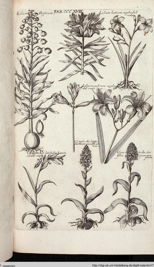 An illustration from Viridarium Reformatum, Seu Regnum Vegetabile, Das ist: Neu-eingerichtetes und Vollständiges Kräuter-Buch: Worinnen auff noch nicht geschehene Weise Derer Vegetabilien, als Kräutern, Sträuchen, Bäumen, Bluhmen und anderer Erd-Gewachsen Art, Krafft und Würckung dergestalt beschrieben werden, daß man dieses Werck statt einer Botanischen Bibliothec haben ... kan, 1719, leaf 956