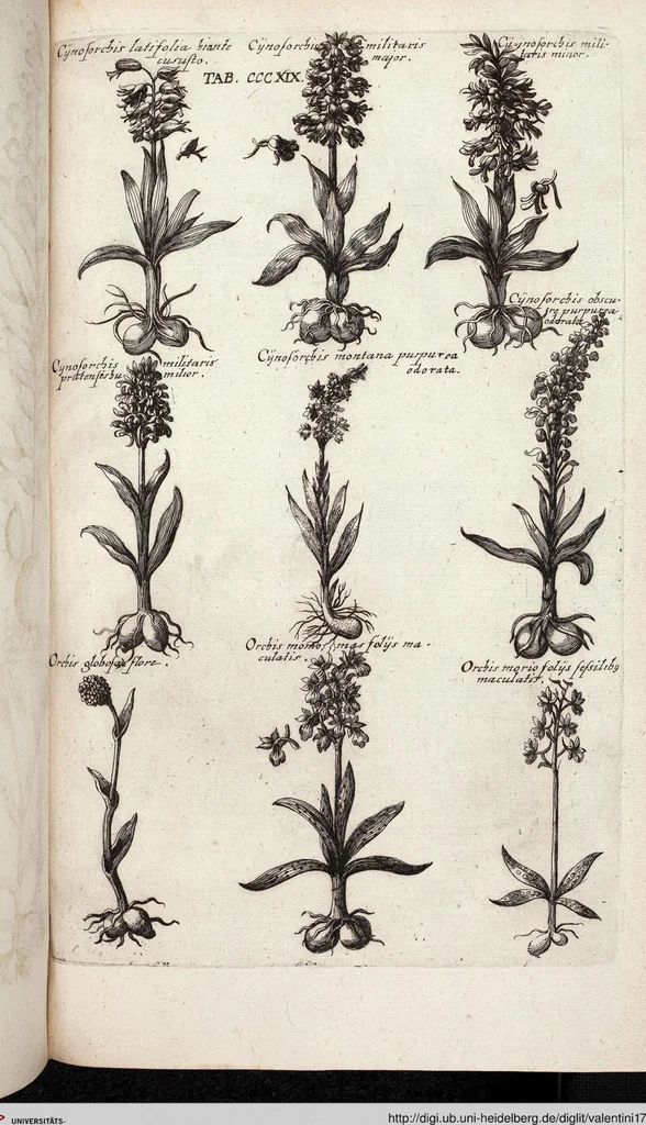 An illustration from Viridarium Reformatum, Seu Regnum Vegetabile, Das ist: Neu-eingerichtetes und Vollständiges Kräuter-Buch: Worinnen auff noch nicht geschehene Weise Derer Vegetabilien, als Kräutern, Sträuchen, Bäumen, Bluhmen und anderer Erd-Gewachsen Art, Krafft und Würckung dergestalt beschrieben werden, daß man dieses Werck statt einer Botanischen Bibliothec haben ... kan, 1719, leaf 957