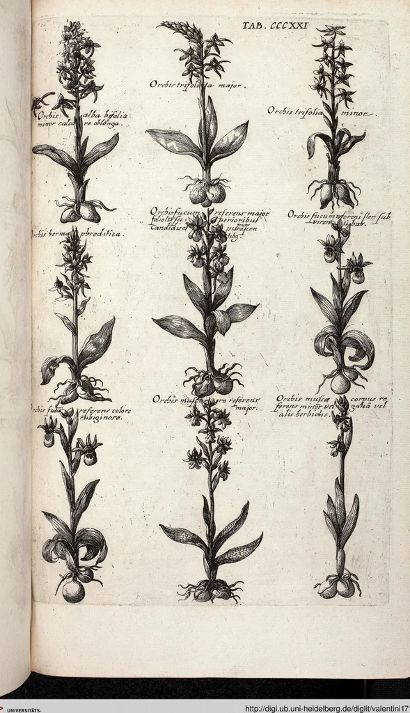 An illustration from Viridarium Reformatum, Seu Regnum Vegetabile, Das ist: Neu-eingerichtetes und Vollständiges Kräuter-Buch: Worinnen auff noch nicht geschehene Weise Derer Vegetabilien, als Kräutern, Sträuchen, Bäumen, Bluhmen und anderer Erd-Gewachsen Art, Krafft und Würckung dergestalt beschrieben werden, daß man dieses Werck statt einer Botanischen Bibliothec haben ... kan, 1719, leaf 959