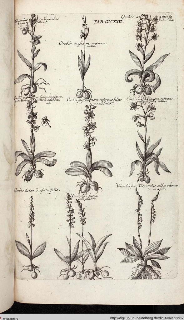 An illustration from Viridarium Reformatum, Seu Regnum Vegetabile, Das ist: Neu-eingerichtetes und Vollständiges Kräuter-Buch: Worinnen auff noch nicht geschehene Weise Derer Vegetabilien, als Kräutern, Sträuchen, Bäumen, Bluhmen und anderer Erd-Gewachsen Art, Krafft und Würckung dergestalt beschrieben werden, daß man dieses Werck statt einer Botanischen Bibliothec haben ... kan, 1719, leaf 960