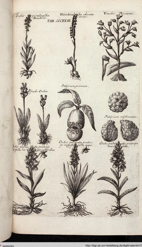An illustration from Viridarium Reformatum, Seu Regnum Vegetabile, Das ist: Neu-eingerichtetes und Vollständiges Kräuter-Buch: Worinnen auff noch nicht geschehene Weise Derer Vegetabilien, als Kräutern, Sträuchen, Bäumen, Bluhmen und anderer Erd-Gewachsen Art, Krafft und Würckung dergestalt beschrieben werden, daß man dieses Werck statt einer Botanischen Bibliothec haben ... kan, 1719, leaf 961