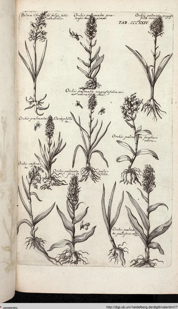An illustration from Viridarium Reformatum, Seu Regnum Vegetabile, Das ist: Neu-eingerichtetes und Vollständiges Kräuter-Buch: Worinnen auff noch nicht geschehene Weise Derer Vegetabilien, als Kräutern, Sträuchen, Bäumen, Bluhmen und anderer Erd-Gewachsen Art, Krafft und Würckung dergestalt beschrieben werden, daß man dieses Werck statt einer Botanischen Bibliothec haben ... kan, 1719, leaf 962
