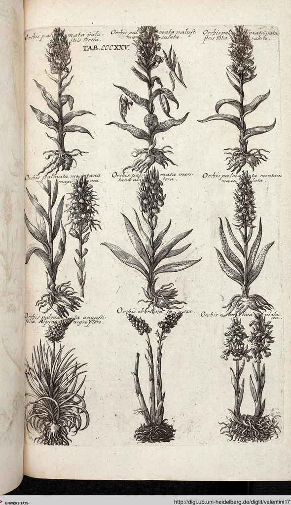 An illustration from Viridarium Reformatum, Seu Regnum Vegetabile, Das ist: Neu-eingerichtetes und Vollständiges Kräuter-Buch: Worinnen auff noch nicht geschehene Weise Derer Vegetabilien, als Kräutern, Sträuchen, Bäumen, Bluhmen und anderer Erd-Gewachsen Art, Krafft und Würckung dergestalt beschrieben werden, daß man dieses Werck statt einer Botanischen Bibliothec haben ... kan, 1719, leaf 963