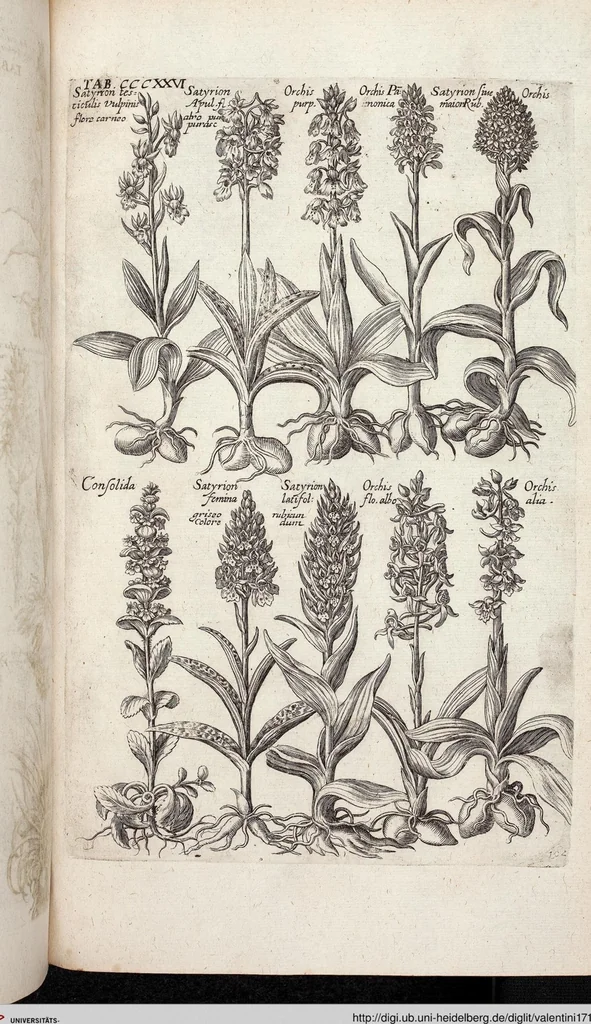 An illustration from Viridarium Reformatum, Seu Regnum Vegetabile, Das ist: Neu-eingerichtetes und Vollständiges Kräuter-Buch: Worinnen auff noch nicht geschehene Weise Derer Vegetabilien, als Kräutern, Sträuchen, Bäumen, Bluhmen und anderer Erd-Gewachsen Art, Krafft und Würckung dergestalt beschrieben werden, daß man dieses Werck statt einer Botanischen Bibliothec haben ... kan, 1719, leaf 964