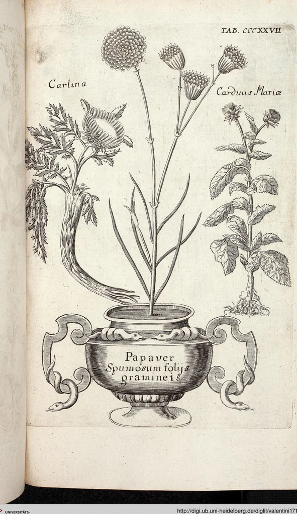 An illustration from Viridarium Reformatum, Seu Regnum Vegetabile, Das ist: Neu-eingerichtetes und Vollständiges Kräuter-Buch: Worinnen auff noch nicht geschehene Weise Derer Vegetabilien, als Kräutern, Sträuchen, Bäumen, Bluhmen und anderer Erd-Gewachsen Art, Krafft und Würckung dergestalt beschrieben werden, daß man dieses Werck statt einer Botanischen Bibliothec haben ... kan, 1719, leaf 965