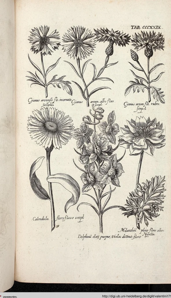 An illustration from Viridarium Reformatum, Seu Regnum Vegetabile, Das ist: Neu-eingerichtetes und Vollständiges Kräuter-Buch: Worinnen auff noch nicht geschehene Weise Derer Vegetabilien, als Kräutern, Sträuchen, Bäumen, Bluhmen und anderer Erd-Gewachsen Art, Krafft und Würckung dergestalt beschrieben werden, daß man dieses Werck statt einer Botanischen Bibliothec haben ... kan, 1719, leaf 967