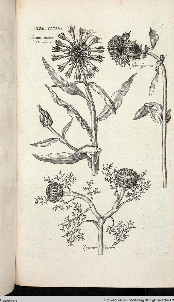An illustration from Viridarium Reformatum, Seu Regnum Vegetabile, Das ist: Neu-eingerichtetes und Vollständiges Kräuter-Buch: Worinnen auff noch nicht geschehene Weise Derer Vegetabilien, als Kräutern, Sträuchen, Bäumen, Bluhmen und anderer Erd-Gewachsen Art, Krafft und Würckung dergestalt beschrieben werden, daß man dieses Werck statt einer Botanischen Bibliothec haben ... kan, 1719, leaf 968