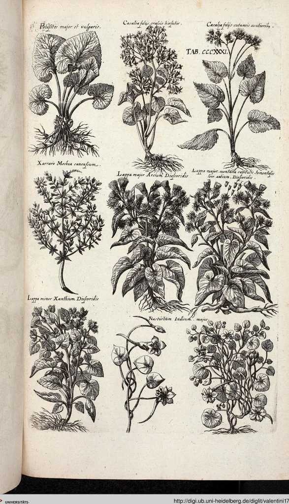 An illustration from Viridarium Reformatum, Seu Regnum Vegetabile, Das ist: Neu-eingerichtetes und Vollständiges Kräuter-Buch: Worinnen auff noch nicht geschehene Weise Derer Vegetabilien, als Kräutern, Sträuchen, Bäumen, Bluhmen und anderer Erd-Gewachsen Art, Krafft und Würckung dergestalt beschrieben werden, daß man dieses Werck statt einer Botanischen Bibliothec haben ... kan, 1719, leaf 969