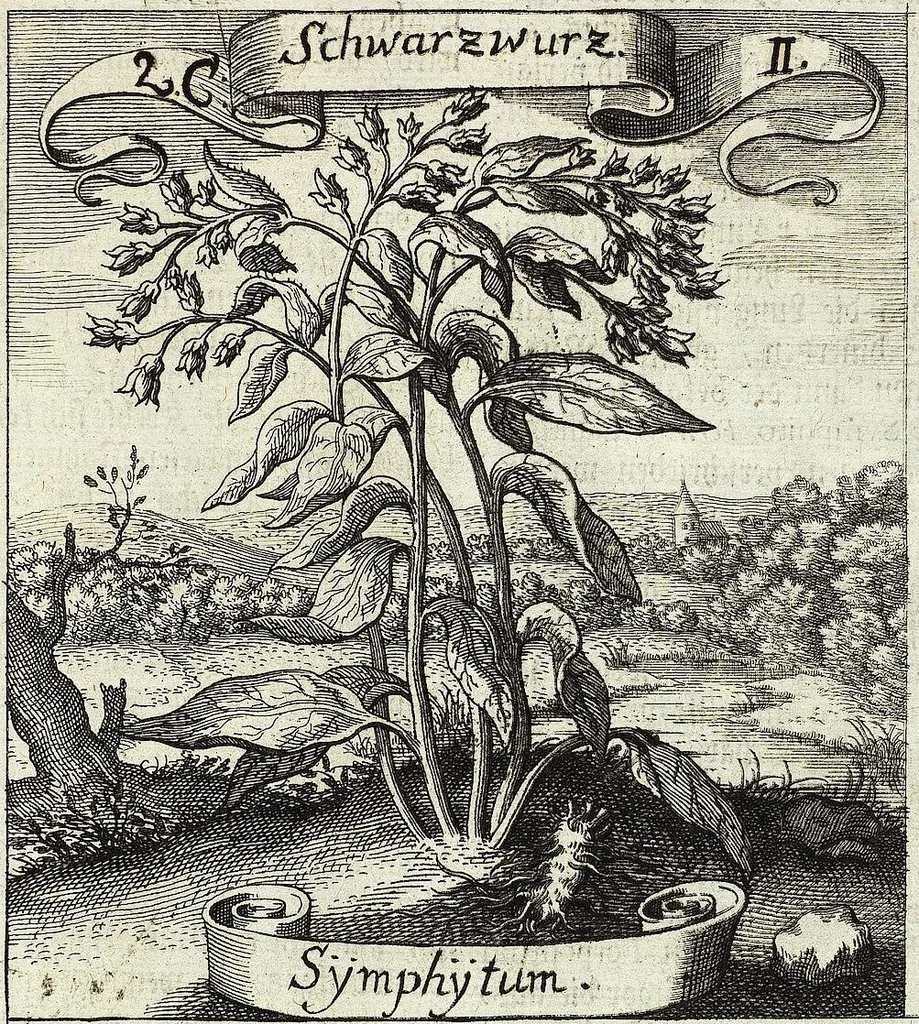 An illustration from Viridarium Reformatum, Seu Regnum Vegetabile, Das ist: Neu-eingerichtetes und Vollständiges Kräuter-Buch: Worinnen auff noch nicht geschehene Weise Derer Vegetabilien, als Kräutern, Sträuchen, Bäumen, Bluhmen und anderer Erd-Gewachsen Art, Krafft und Würckung dergestalt beschrieben werden, daß man dieses Werck statt einer Botanischen Bibliothec haben ... kan, 1719, leaf 97