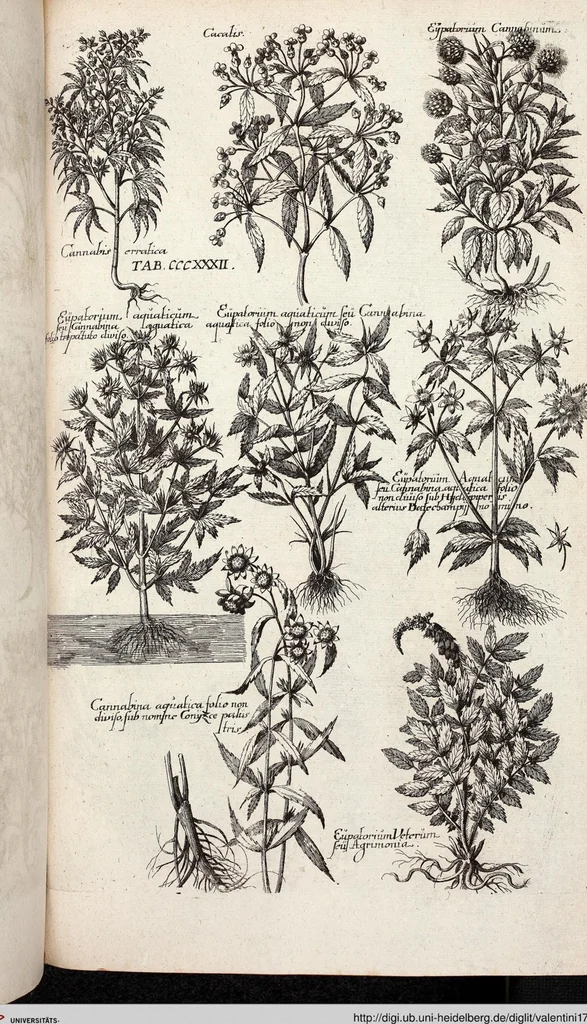An illustration from Viridarium Reformatum, Seu Regnum Vegetabile, Das ist: Neu-eingerichtetes und Vollständiges Kräuter-Buch: Worinnen auff noch nicht geschehene Weise Derer Vegetabilien, als Kräutern, Sträuchen, Bäumen, Bluhmen und anderer Erd-Gewachsen Art, Krafft und Würckung dergestalt beschrieben werden, daß man dieses Werck statt einer Botanischen Bibliothec haben ... kan, 1719, leaf 970