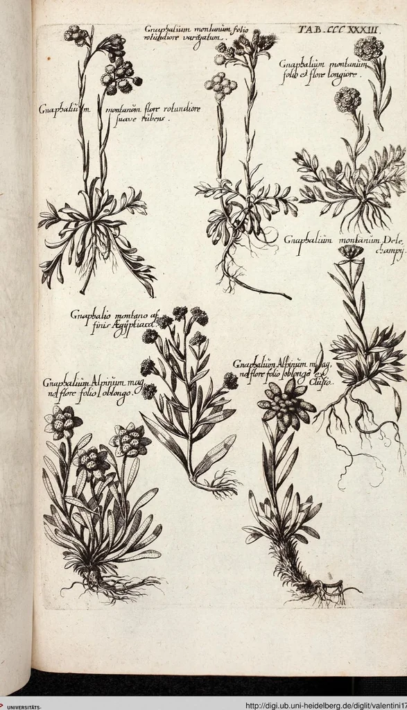 An illustration from Viridarium Reformatum, Seu Regnum Vegetabile, Das ist: Neu-eingerichtetes und Vollständiges Kräuter-Buch: Worinnen auff noch nicht geschehene Weise Derer Vegetabilien, als Kräutern, Sträuchen, Bäumen, Bluhmen und anderer Erd-Gewachsen Art, Krafft und Würckung dergestalt beschrieben werden, daß man dieses Werck statt einer Botanischen Bibliothec haben ... kan, 1719, leaf 971