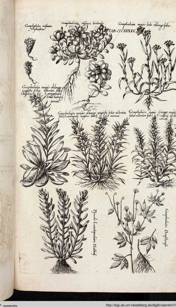 An illustration from Viridarium Reformatum, Seu Regnum Vegetabile, Das ist: Neu-eingerichtetes und Vollständiges Kräuter-Buch: Worinnen auff noch nicht geschehene Weise Derer Vegetabilien, als Kräutern, Sträuchen, Bäumen, Bluhmen und anderer Erd-Gewachsen Art, Krafft und Würckung dergestalt beschrieben werden, daß man dieses Werck statt einer Botanischen Bibliothec haben ... kan, 1719, leaf 972