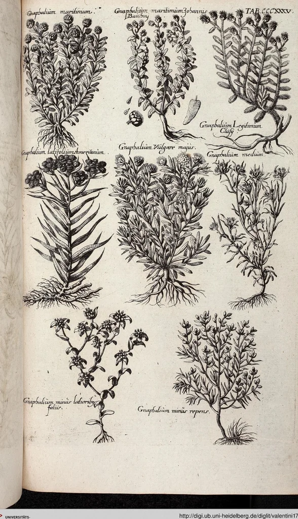 An illustration from Viridarium Reformatum, Seu Regnum Vegetabile, Das ist: Neu-eingerichtetes und Vollständiges Kräuter-Buch: Worinnen auff noch nicht geschehene Weise Derer Vegetabilien, als Kräutern, Sträuchen, Bäumen, Bluhmen und anderer Erd-Gewachsen Art, Krafft und Würckung dergestalt beschrieben werden, daß man dieses Werck statt einer Botanischen Bibliothec haben ... kan, 1719, leaf 973