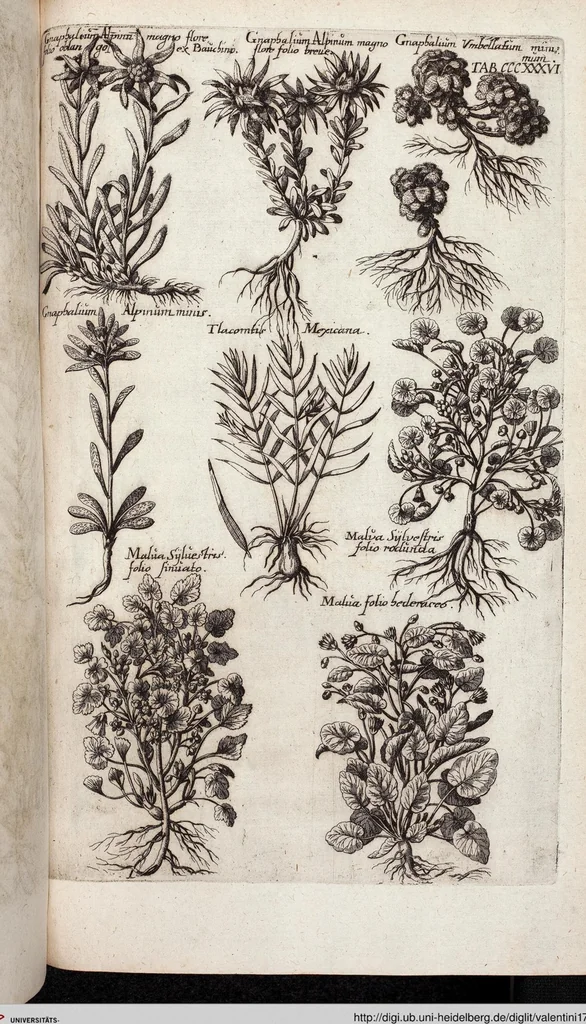 An illustration from Viridarium Reformatum, Seu Regnum Vegetabile, Das ist: Neu-eingerichtetes und Vollständiges Kräuter-Buch: Worinnen auff noch nicht geschehene Weise Derer Vegetabilien, als Kräutern, Sträuchen, Bäumen, Bluhmen und anderer Erd-Gewachsen Art, Krafft und Würckung dergestalt beschrieben werden, daß man dieses Werck statt einer Botanischen Bibliothec haben ... kan, 1719, leaf 974