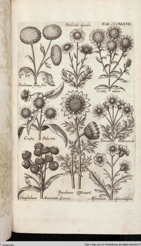 An illustration from Viridarium Reformatum, Seu Regnum Vegetabile, Das ist: Neu-eingerichtetes und Vollständiges Kräuter-Buch: Worinnen auff noch nicht geschehene Weise Derer Vegetabilien, als Kräutern, Sträuchen, Bäumen, Bluhmen und anderer Erd-Gewachsen Art, Krafft und Würckung dergestalt beschrieben werden, daß man dieses Werck statt einer Botanischen Bibliothec haben ... kan, 1719, leaf 975