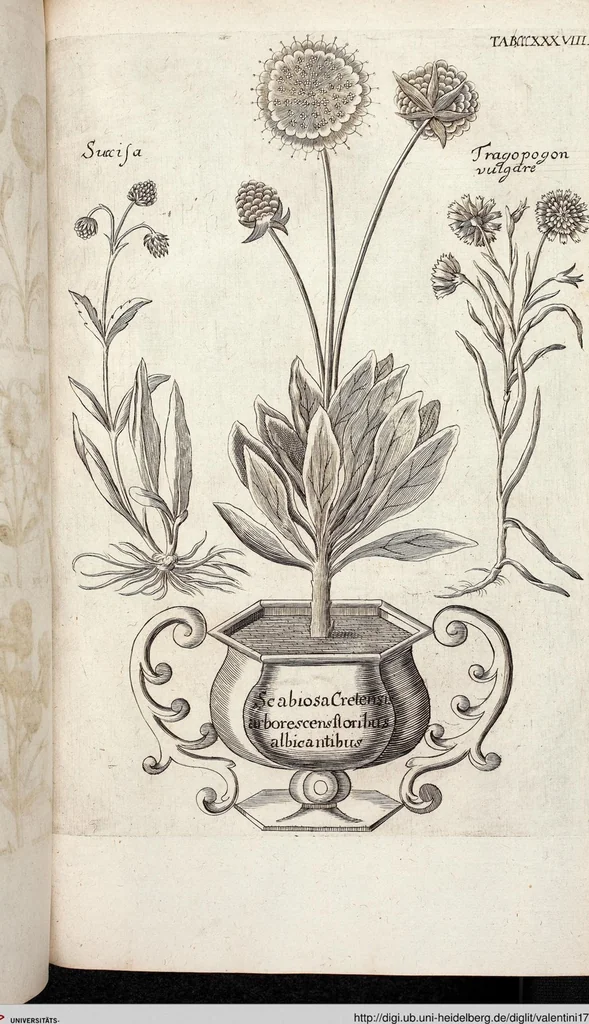 An illustration from Viridarium Reformatum, Seu Regnum Vegetabile, Das ist: Neu-eingerichtetes und Vollständiges Kräuter-Buch: Worinnen auff noch nicht geschehene Weise Derer Vegetabilien, als Kräutern, Sträuchen, Bäumen, Bluhmen und anderer Erd-Gewachsen Art, Krafft und Würckung dergestalt beschrieben werden, daß man dieses Werck statt einer Botanischen Bibliothec haben ... kan, 1719, leaf 976