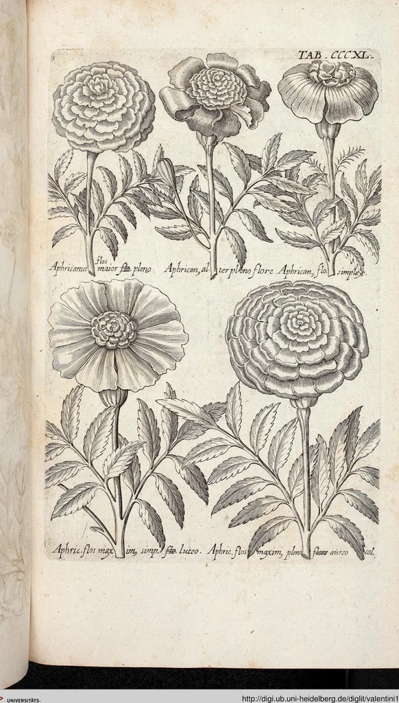 An illustration from Viridarium Reformatum, Seu Regnum Vegetabile, Das ist: Neu-eingerichtetes und Vollständiges Kräuter-Buch: Worinnen auff noch nicht geschehene Weise Derer Vegetabilien, als Kräutern, Sträuchen, Bäumen, Bluhmen und anderer Erd-Gewachsen Art, Krafft und Würckung dergestalt beschrieben werden, daß man dieses Werck statt einer Botanischen Bibliothec haben ... kan, 1719, leaf 978