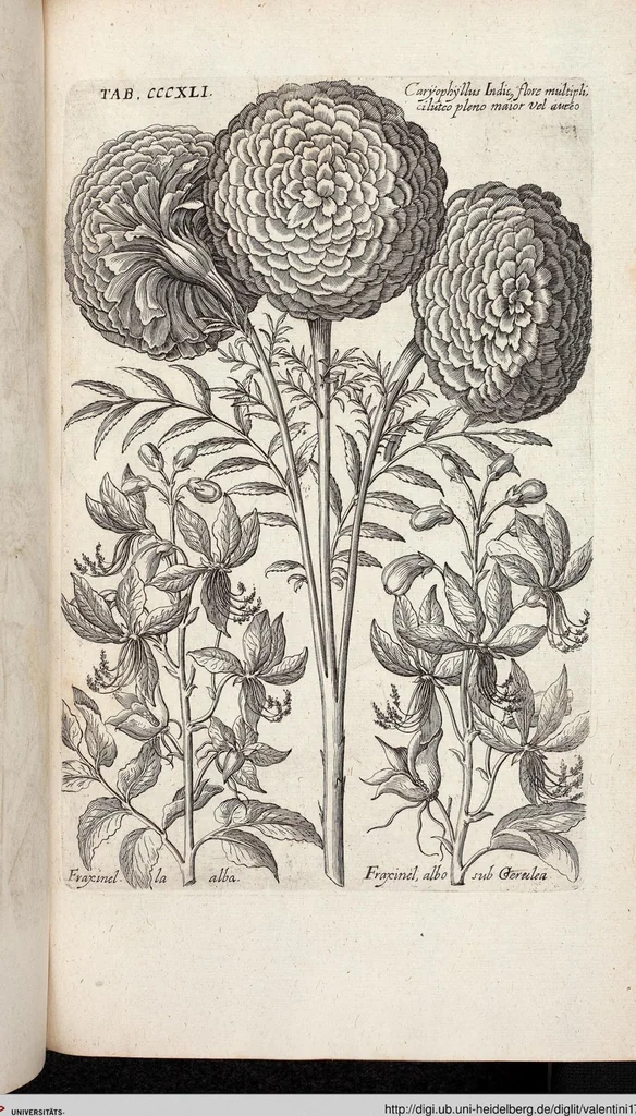 An illustration from Viridarium Reformatum, Seu Regnum Vegetabile, Das ist: Neu-eingerichtetes und Vollständiges Kräuter-Buch: Worinnen auff noch nicht geschehene Weise Derer Vegetabilien, als Kräutern, Sträuchen, Bäumen, Bluhmen und anderer Erd-Gewachsen Art, Krafft und Würckung dergestalt beschrieben werden, daß man dieses Werck statt einer Botanischen Bibliothec haben ... kan, 1719, leaf 979