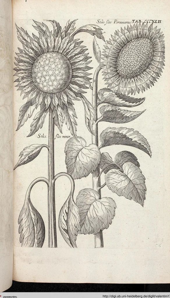 An illustration from Viridarium Reformatum, Seu Regnum Vegetabile, Das ist: Neu-eingerichtetes und Vollständiges Kräuter-Buch: Worinnen auff noch nicht geschehene Weise Derer Vegetabilien, als Kräutern, Sträuchen, Bäumen, Bluhmen und anderer Erd-Gewachsen Art, Krafft und Würckung dergestalt beschrieben werden, daß man dieses Werck statt einer Botanischen Bibliothec haben ... kan, 1719, leaf 980