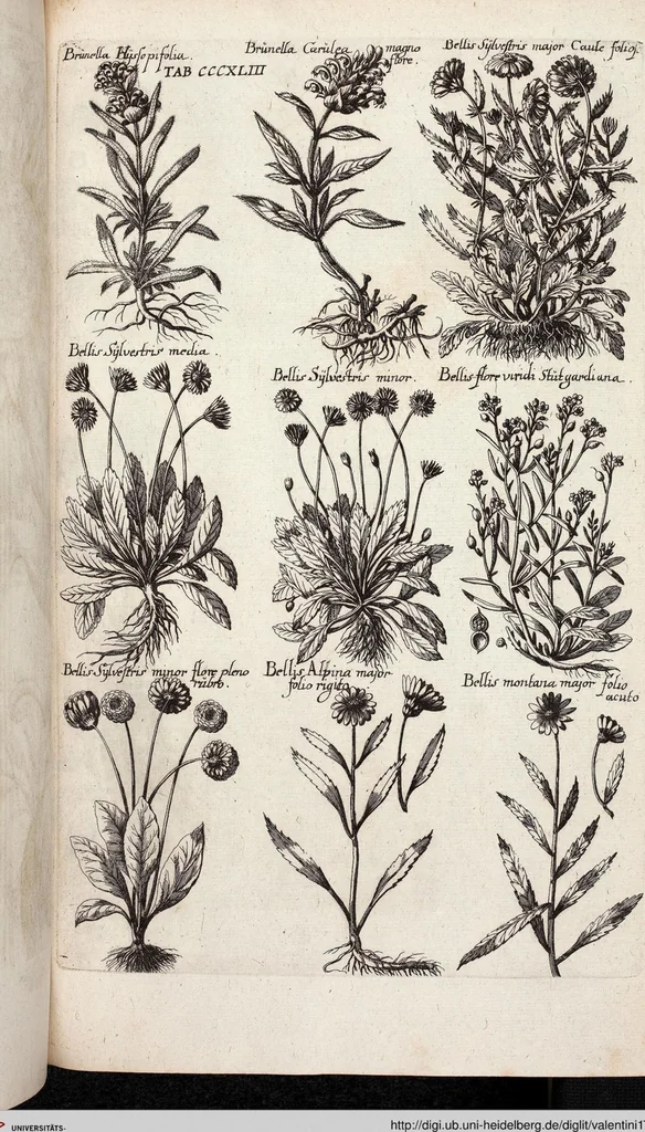 An illustration from Viridarium Reformatum, Seu Regnum Vegetabile, Das ist: Neu-eingerichtetes und Vollständiges Kräuter-Buch: Worinnen auff noch nicht geschehene Weise Derer Vegetabilien, als Kräutern, Sträuchen, Bäumen, Bluhmen und anderer Erd-Gewachsen Art, Krafft und Würckung dergestalt beschrieben werden, daß man dieses Werck statt einer Botanischen Bibliothec haben ... kan, 1719, leaf 981