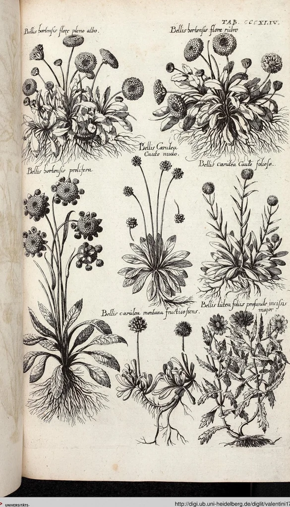 An illustration from Viridarium Reformatum, Seu Regnum Vegetabile, Das ist: Neu-eingerichtetes und Vollständiges Kräuter-Buch: Worinnen auff noch nicht geschehene Weise Derer Vegetabilien, als Kräutern, Sträuchen, Bäumen, Bluhmen und anderer Erd-Gewachsen Art, Krafft und Würckung dergestalt beschrieben werden, daß man dieses Werck statt einer Botanischen Bibliothec haben ... kan, 1719, leaf 982