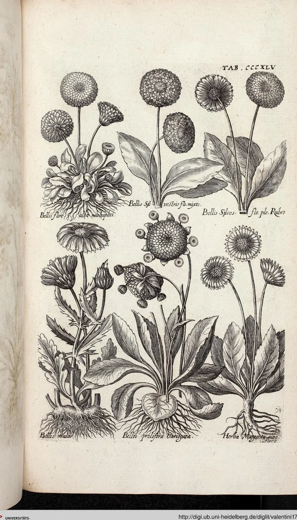 An illustration from Viridarium Reformatum, Seu Regnum Vegetabile, Das ist: Neu-eingerichtetes und Vollständiges Kräuter-Buch: Worinnen auff noch nicht geschehene Weise Derer Vegetabilien, als Kräutern, Sträuchen, Bäumen, Bluhmen und anderer Erd-Gewachsen Art, Krafft und Würckung dergestalt beschrieben werden, daß man dieses Werck statt einer Botanischen Bibliothec haben ... kan, 1719, leaf 983