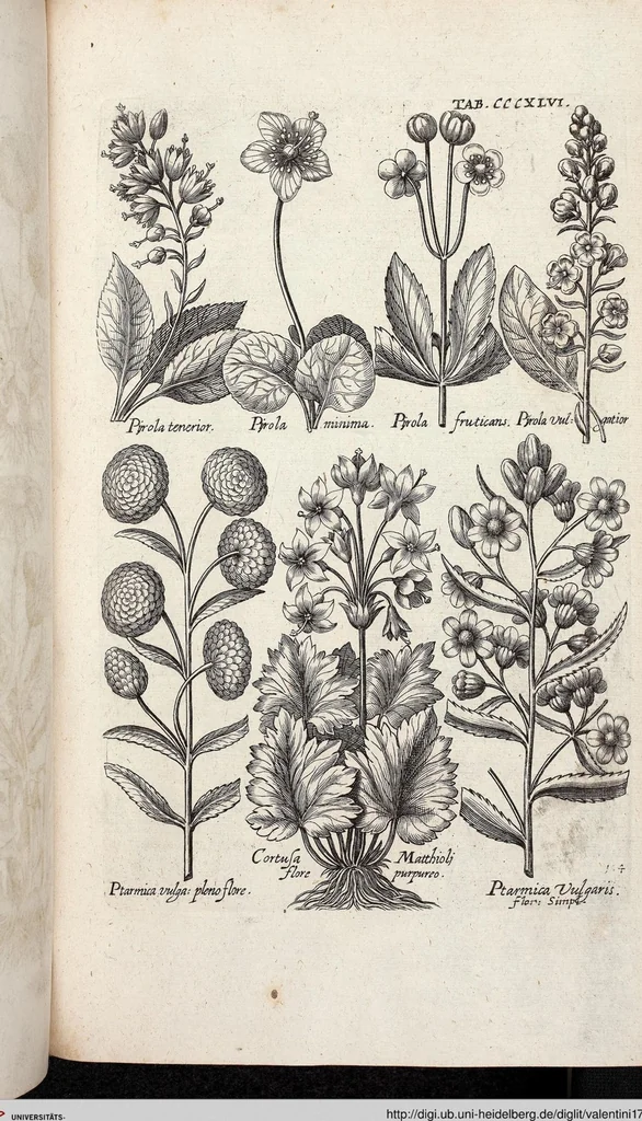 An illustration from Viridarium Reformatum, Seu Regnum Vegetabile, Das ist: Neu-eingerichtetes und Vollständiges Kräuter-Buch: Worinnen auff noch nicht geschehene Weise Derer Vegetabilien, als Kräutern, Sträuchen, Bäumen, Bluhmen und anderer Erd-Gewachsen Art, Krafft und Würckung dergestalt beschrieben werden, daß man dieses Werck statt einer Botanischen Bibliothec haben ... kan, 1719, leaf 984