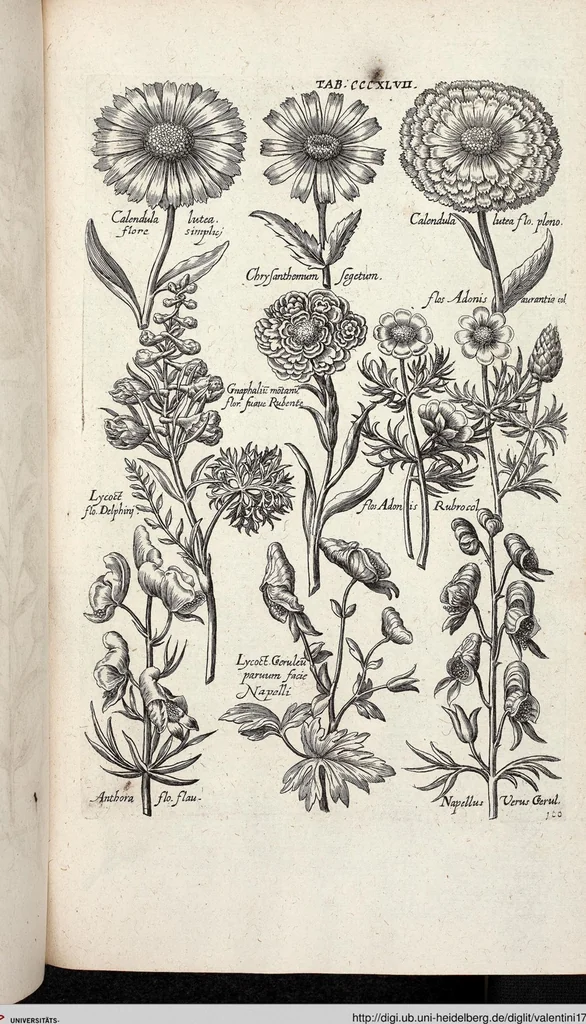 An illustration from Viridarium Reformatum, Seu Regnum Vegetabile, Das ist: Neu-eingerichtetes und Vollständiges Kräuter-Buch: Worinnen auff noch nicht geschehene Weise Derer Vegetabilien, als Kräutern, Sträuchen, Bäumen, Bluhmen und anderer Erd-Gewachsen Art, Krafft und Würckung dergestalt beschrieben werden, daß man dieses Werck statt einer Botanischen Bibliothec haben ... kan, 1719, leaf 985