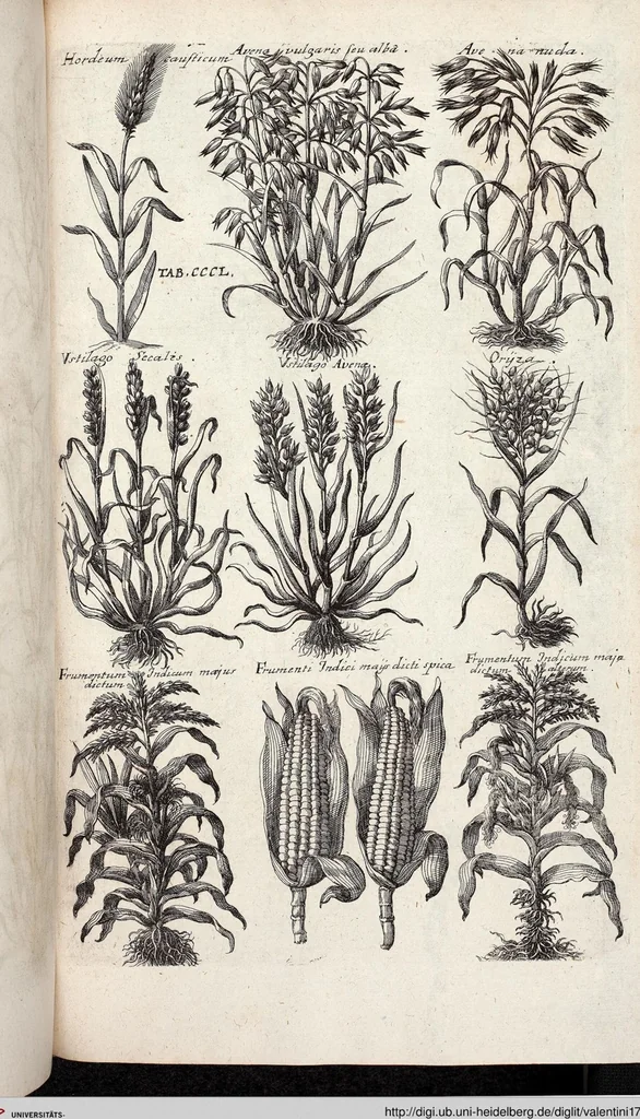 An illustration from Viridarium Reformatum, Seu Regnum Vegetabile, Das ist: Neu-eingerichtetes und Vollständiges Kräuter-Buch: Worinnen auff noch nicht geschehene Weise Derer Vegetabilien, als Kräutern, Sträuchen, Bäumen, Bluhmen und anderer Erd-Gewachsen Art, Krafft und Würckung dergestalt beschrieben werden, daß man dieses Werck statt einer Botanischen Bibliothec haben ... kan, 1719, leaf 988