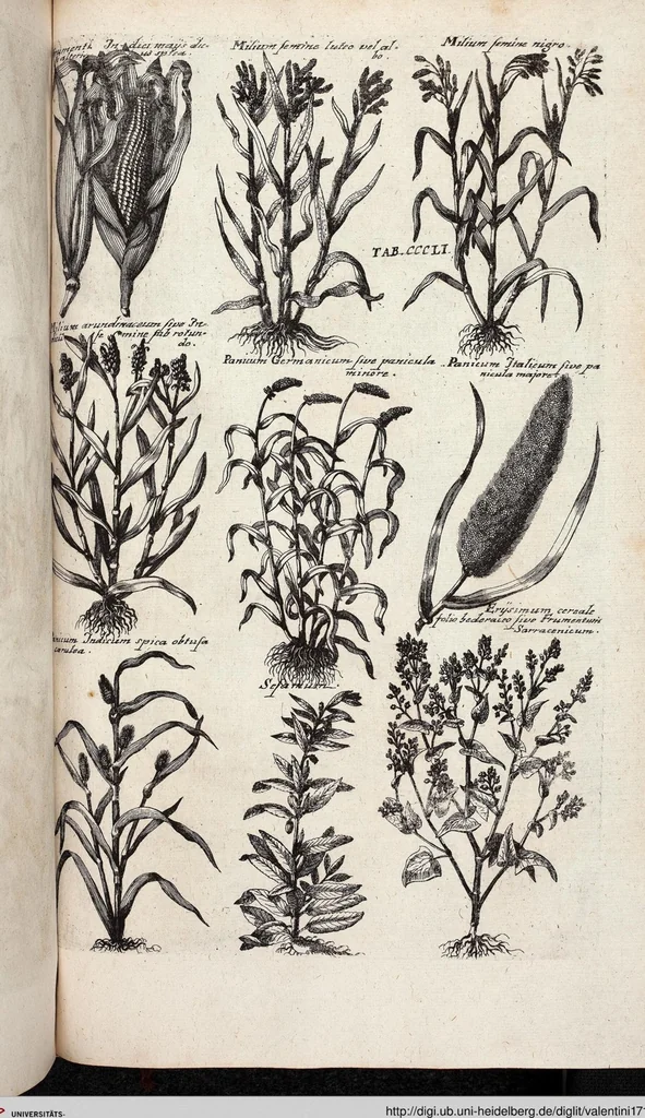 An illustration from Viridarium Reformatum, Seu Regnum Vegetabile, Das ist: Neu-eingerichtetes und Vollständiges Kräuter-Buch: Worinnen auff noch nicht geschehene Weise Derer Vegetabilien, als Kräutern, Sträuchen, Bäumen, Bluhmen und anderer Erd-Gewachsen Art, Krafft und Würckung dergestalt beschrieben werden, daß man dieses Werck statt einer Botanischen Bibliothec haben ... kan, 1719, leaf 989