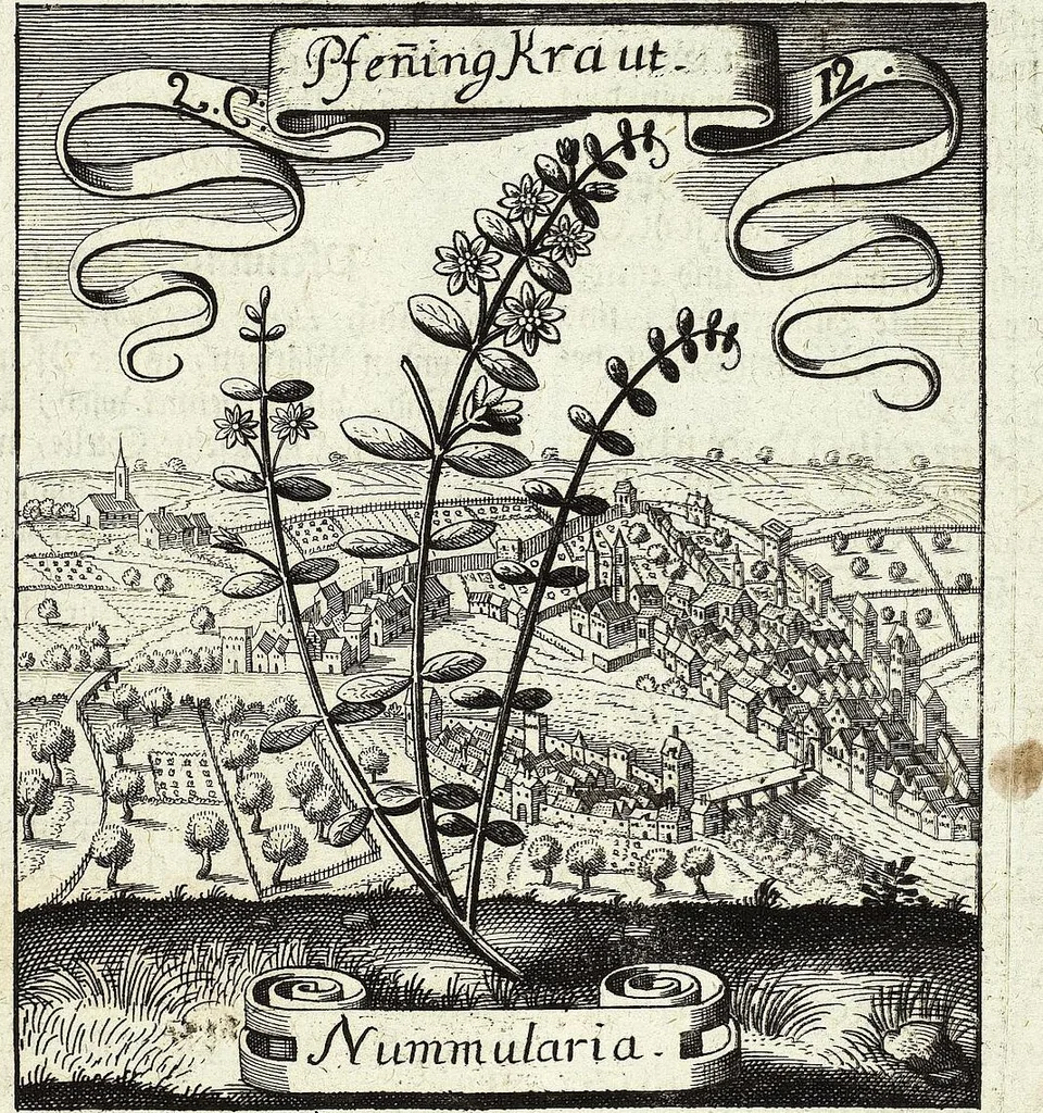 An illustration from Viridarium Reformatum, Seu Regnum Vegetabile, Das ist: Neu-eingerichtetes und Vollständiges Kräuter-Buch: Worinnen auff noch nicht geschehene Weise Derer Vegetabilien, als Kräutern, Sträuchen, Bäumen, Bluhmen und anderer Erd-Gewachsen Art, Krafft und Würckung dergestalt beschrieben werden, daß man dieses Werck statt einer Botanischen Bibliothec haben ... kan, 1719, leaf 99