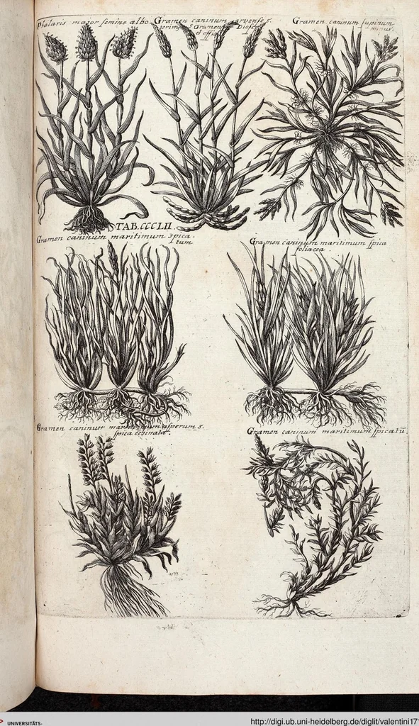 An illustration from Viridarium Reformatum, Seu Regnum Vegetabile, Das ist: Neu-eingerichtetes und Vollständiges Kräuter-Buch: Worinnen auff noch nicht geschehene Weise Derer Vegetabilien, als Kräutern, Sträuchen, Bäumen, Bluhmen und anderer Erd-Gewachsen Art, Krafft und Würckung dergestalt beschrieben werden, daß man dieses Werck statt einer Botanischen Bibliothec haben ... kan, 1719, leaf 990