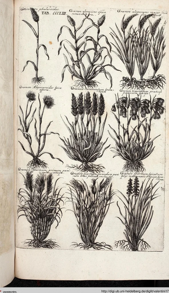An illustration from Viridarium Reformatum, Seu Regnum Vegetabile, Das ist: Neu-eingerichtetes und Vollständiges Kräuter-Buch: Worinnen auff noch nicht geschehene Weise Derer Vegetabilien, als Kräutern, Sträuchen, Bäumen, Bluhmen und anderer Erd-Gewachsen Art, Krafft und Würckung dergestalt beschrieben werden, daß man dieses Werck statt einer Botanischen Bibliothec haben ... kan, 1719, leaf 991